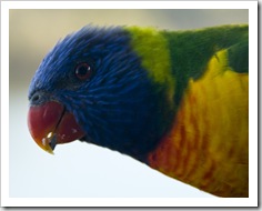 Rainbow Lorikeets at Lake Conjola